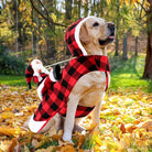 Labrador im karierten Weihnachtskostüm mit Santa-Dekoration, Herbstlaub im Hintergrund. Perfekt für festliche Haustiermode und Hundekostüme.