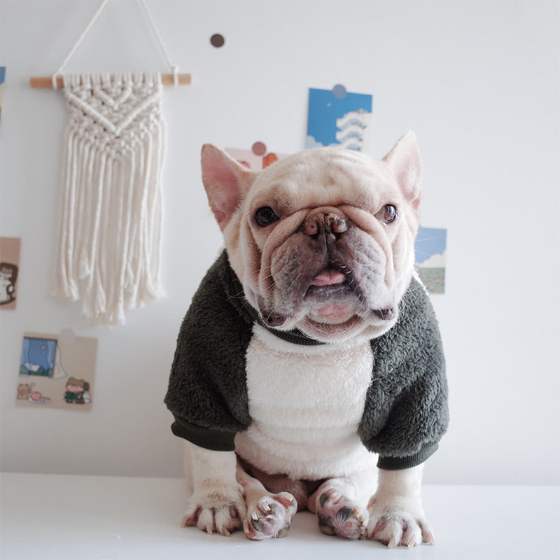 Französische Bulldogge in süßem Hundepullover vor Wanddekoration. Haustiermode, Hundebekleidung, niedliche Hunde, Wohnkultur.