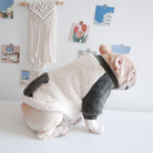 Französische Bulldogge in flauschigem Hundepullover, beige und olivgrün, vor Wand mit Makramee und Postkarten. Haustiermode, Hundebekleidung.