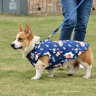 Corgi im blauen Wintermantel mit Schneeflocken- und Weihnachtsmotiv, an der Leine auf grünem Rasen. Hundemode, Haustierbekleidung, Wintermantel.