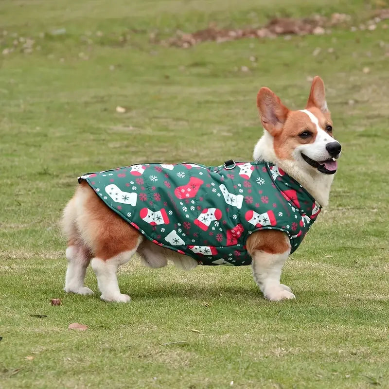 Corgi im Weihnachtsmantel auf grünem Rasen. Hundemantel, Wintermode für Hunde, festliches Design, Haustierbekleidung, Outdoor-Hundejacke.