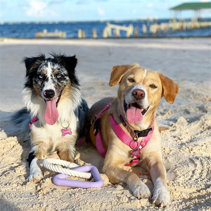 Zwei Hunde am Strand mit Spielzeug, tragen rosa Geschirre. Perfekt für Haustierliebhaber, Sommer, Strandurlaub, Hundespielzeug, Outdoor-Aktivitäten.