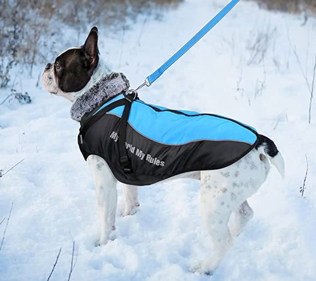 Wasserdichte Hundejacke mit Innenfutter und integriertem Geschirr in Blau, ideal für kaltes Wetter. Perfekt für Spaziergänge im Winter.