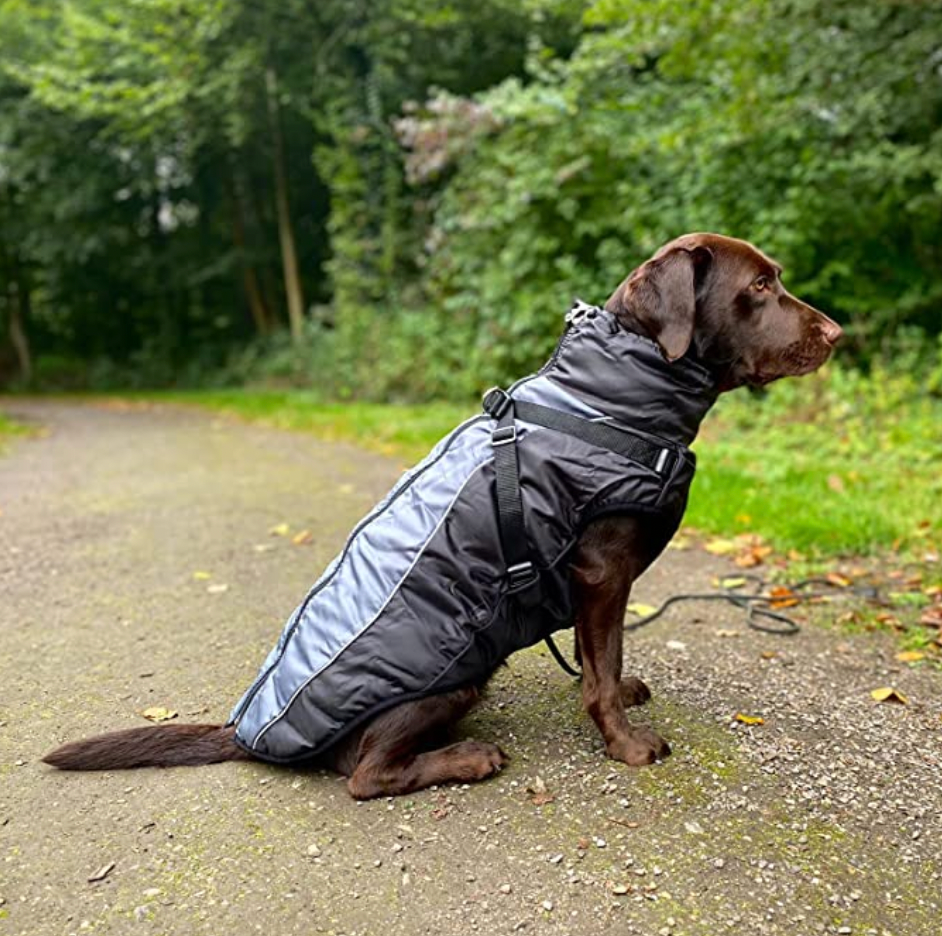 Graue, wasserdichte Hundejacke mit Innenfutter und integriertem Geschirr, ideal für alle Wetterbedingungen. Perfekt für Outdoor-Aktivitäten.