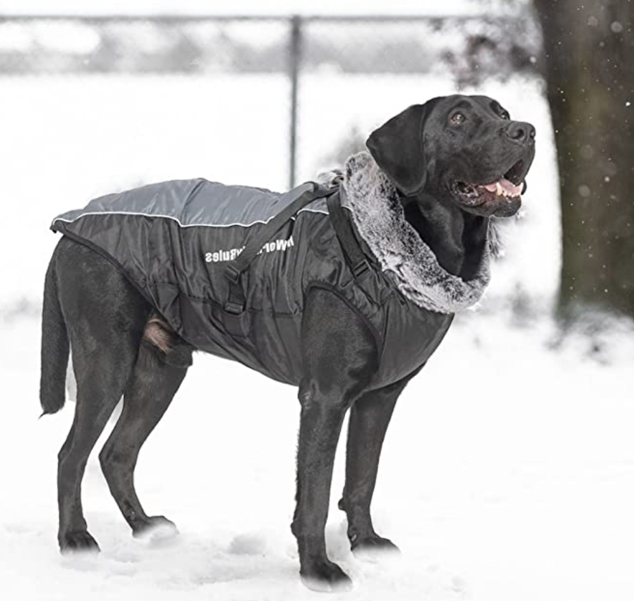 Wasserdichte Hundejacke mit Innenfutter und integriertem Geschirr, grau. Perfekt für kaltes Wetter, hält Ihren Hund warm und trocken.