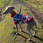 Italienisches Windspiel im roten Weihnachtspullover und Julius-K9-Geschirr auf einem moosbewachsenen Weg. Hundemode, Winterkleidung, Haustier.