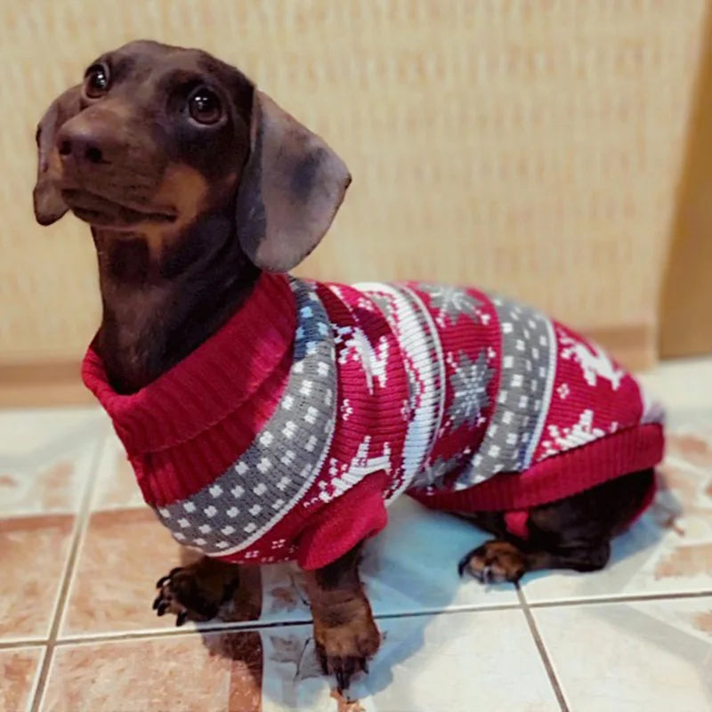 Dackel im roten Weihnachtspullover mit Rentiermuster, sitzt auf Fliesenboden. Niedlicher Hund, Wintermode, Haustierbekleidung, festlich.