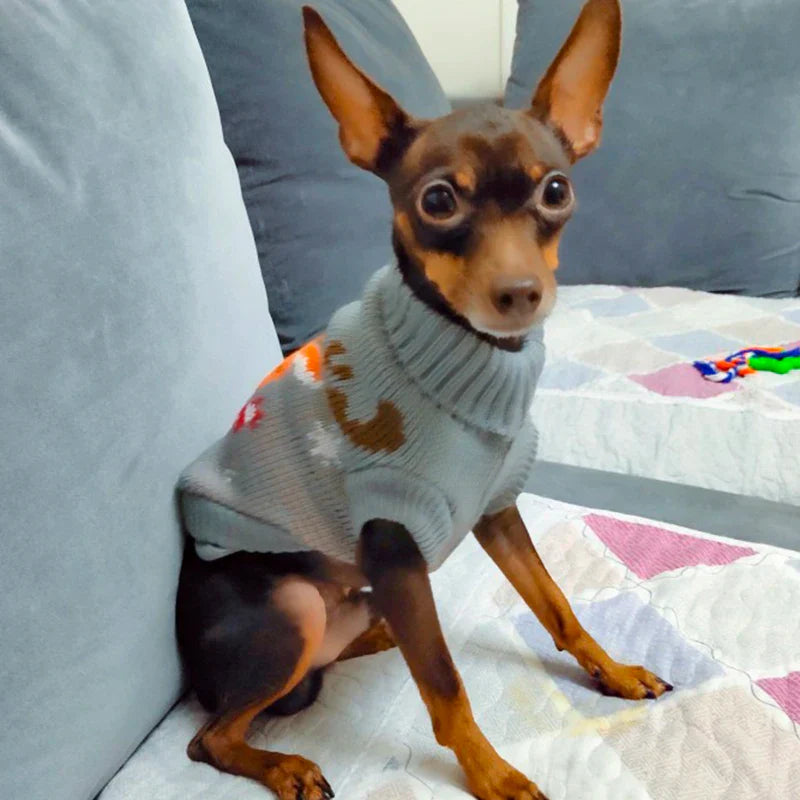 Kleiner Hund im grauen Strickpullover auf Sofa. Niedlicher Chihuahua, Haustiermode, gemütliches Wohnzimmer, stilvolle Hundebekleidung.