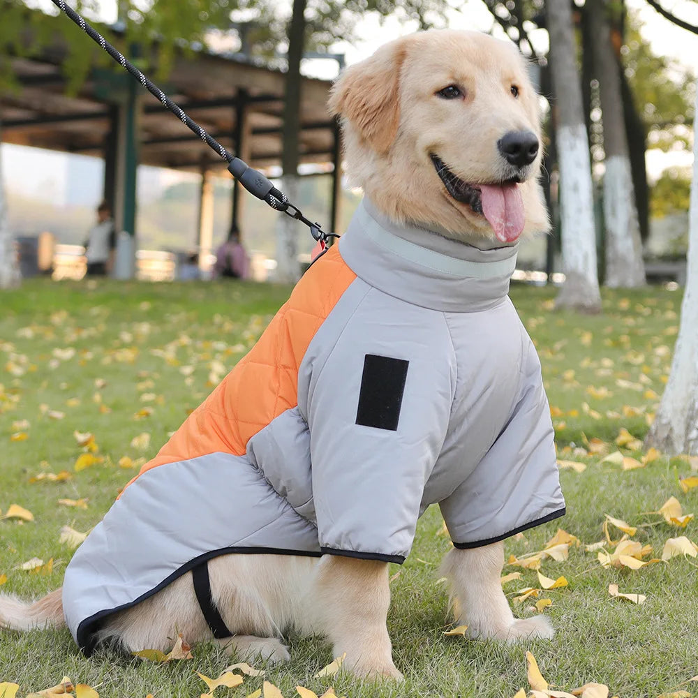 Golden Retriever im warmen Hundemantel auf Herbstwiese. Hundebekleidung, Haustiermode, Outdoor-Hundejacke, Herbstspaziergang, Hundezubehör.