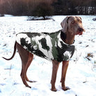 Weimaraner im Schnee mit Tarnjacke, Winterhundebekleidung, Outdoor-Hundemode, stilvolle Hundejacke, wetterfeste Hundebekleidung.