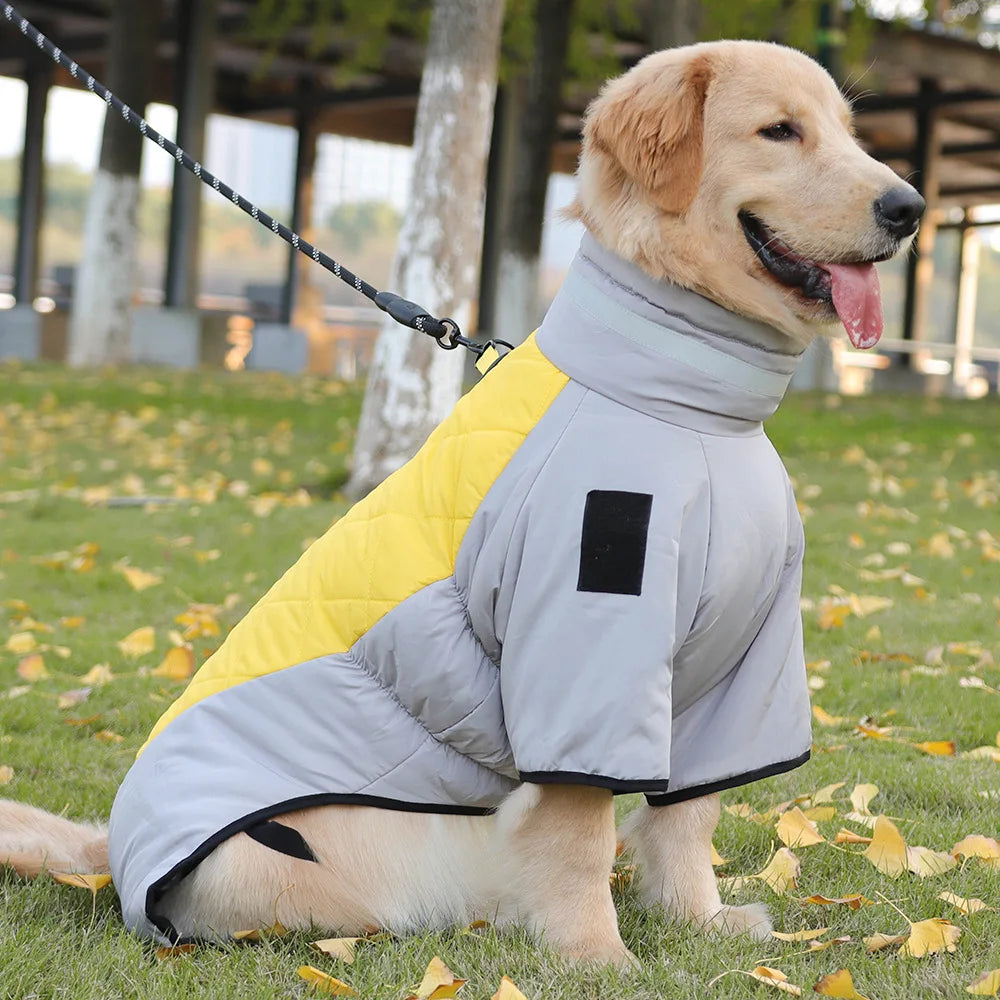 Golden Retriever im warmen Hundemantel auf grünem Rasen. Hundebekleidung, Wintermantel, Haustiermode, Outdoor-Hundejacke, wetterfest.