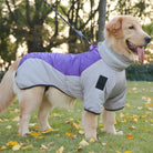 Hund in lila-grauer Winterjacke auf grünem Rasen, Herbstlaub, Hundemantel, warm, wasserdicht, Outdoor, Haustierbekleidung, Golden Retriever.