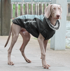 Hund in wasserdichter Allwetterjacke mit Innenfutter, ideal für kalte Tage. Perfekte Hundebekleidung für Schutz und Komfort bei jedem Wetter.