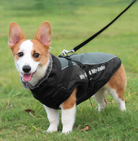 Corgi in wasserdichter Allwetter-Hundejacke mit Innenfutter, ideal für Outdoor-Aktivitäten. Perfekte Hundebekleidung für kalte und nasse Tage.