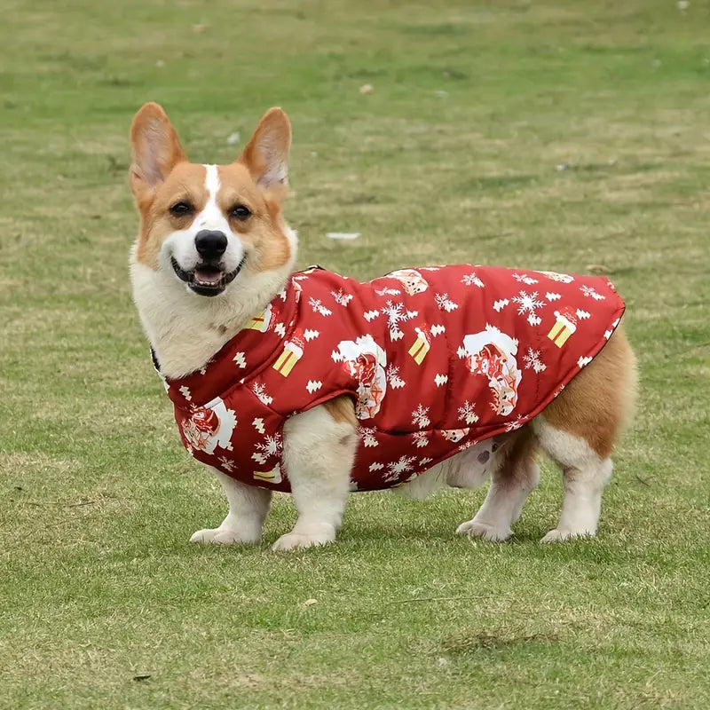 Corgi im roten Hundemantel mit Blumenmuster auf grünem Rasen. Niedlicher Hund, Haustiermode, stilvolle Hundebekleidung, Outdoor-Hundejacke.