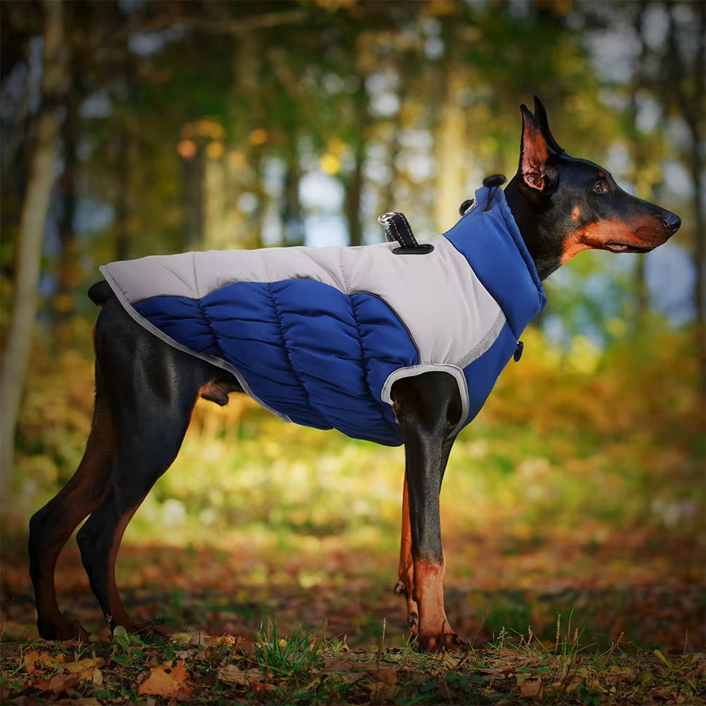 Dobermann im blauen Hundemantel im Wald. Warmer Hundemantel, ideal für Herbstspaziergänge. Stilvolle Hundebekleidung, Outdoor-Hundemode.