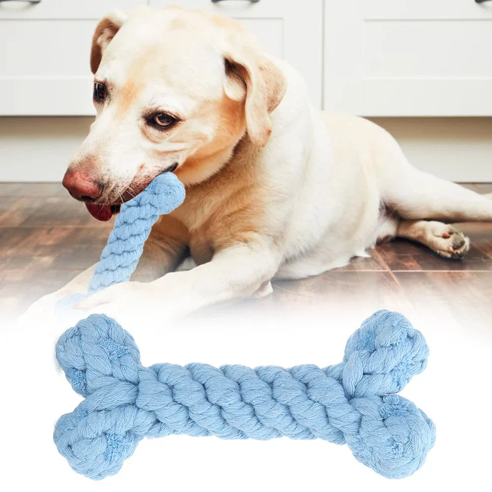 Labrador spielt mit blauem Kauspielzeug in Knochenform. Hundespielzeug, robust, langlebig, ideal für Zahnpflege und Beschäftigung.