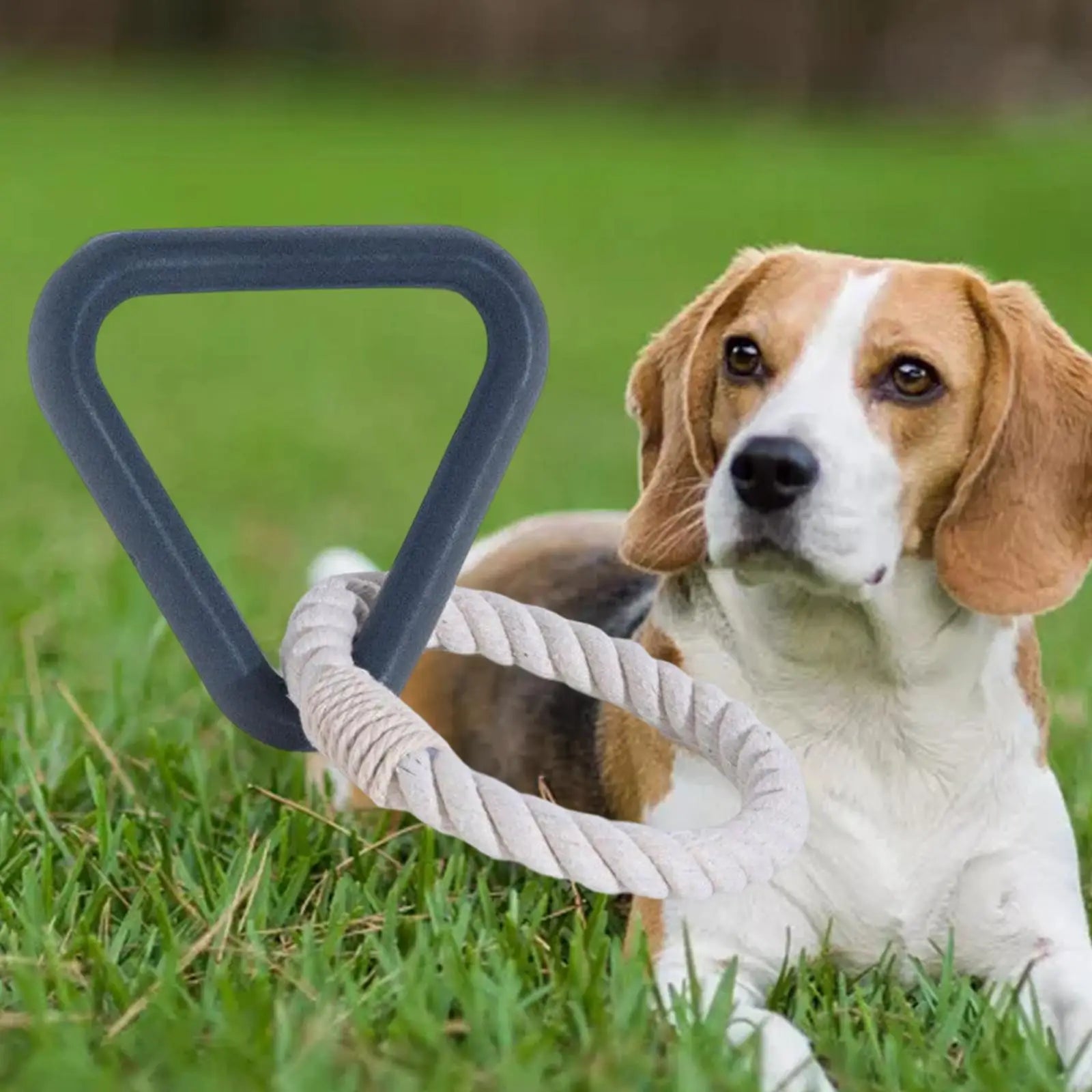 Beagle-Hund im Gras mit robustem Kauspielzeug aus Seil und Kunststoff. Perfekt für aktives Spielen und Zahnpflege. Hundespielzeug, Beagle, Outdoor.