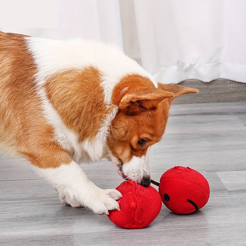 Corgi spielt mit rotem Hundespielzeug auf Holzboden. Perfektes interaktives Spielzeug für Haustiere. Ideal für aktive Hunde.