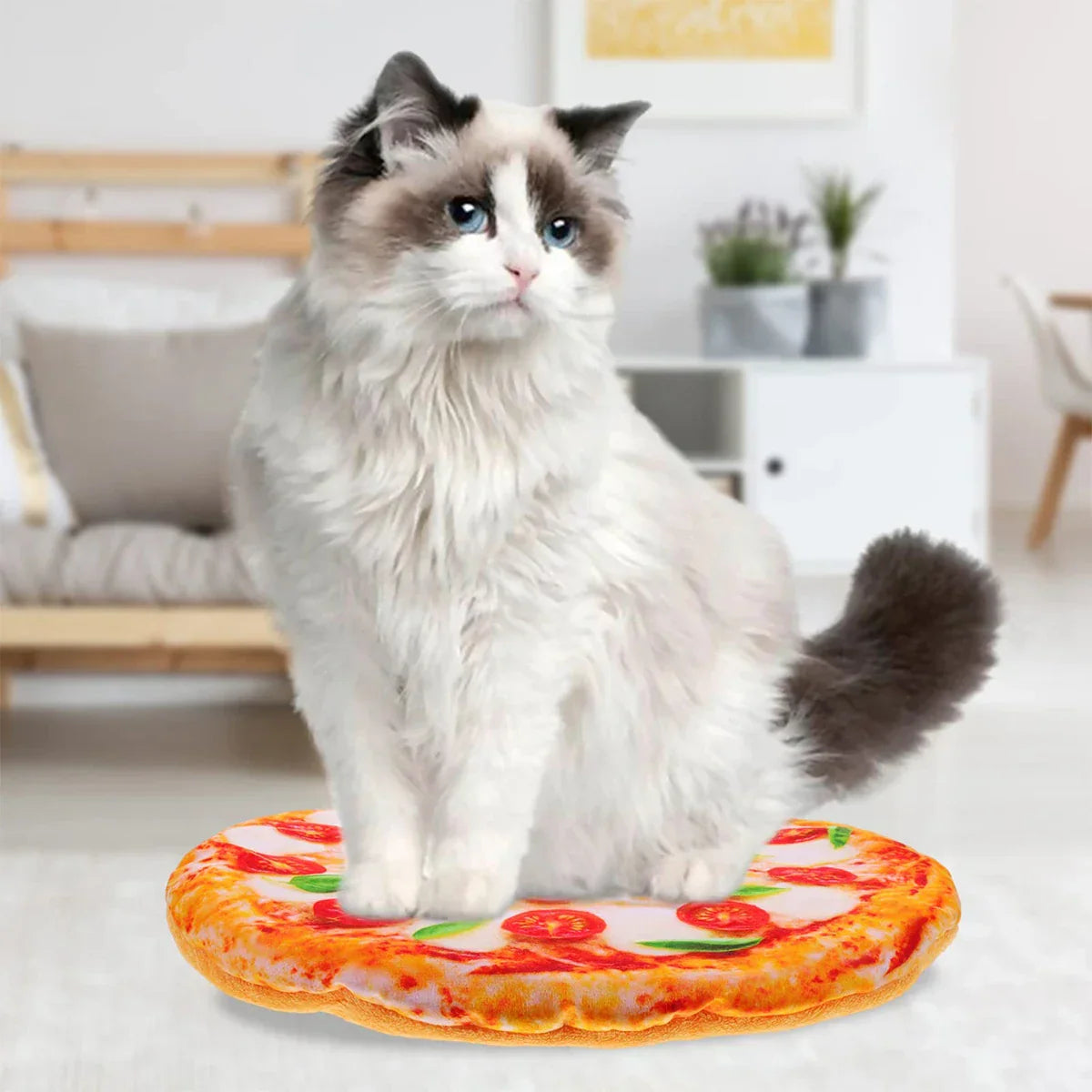 Flauschige Katze sitzt auf einer realistisch aussehenden Pizza-Kissenmatte im Wohnzimmer. Perfektes Geschenk für Katzenliebhaber.