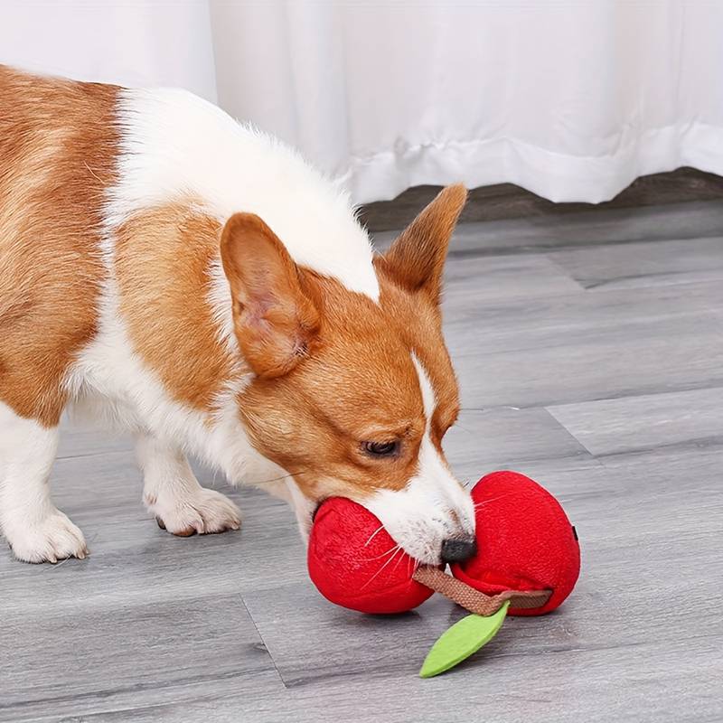 Corgi spielt mit rotem Kauspielzeug in Kirschenform auf Holzboden. Hundespielzeug, Haustierbedarf, interaktives Spielzeug für Hunde.