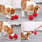 Corgi spielt mit rotem Apfel-Hundespielzeug. Interaktives, robustes Spielzeug für Hunde, ideal für Kauen und Ziehen. Perfekt für aktive Haustiere.