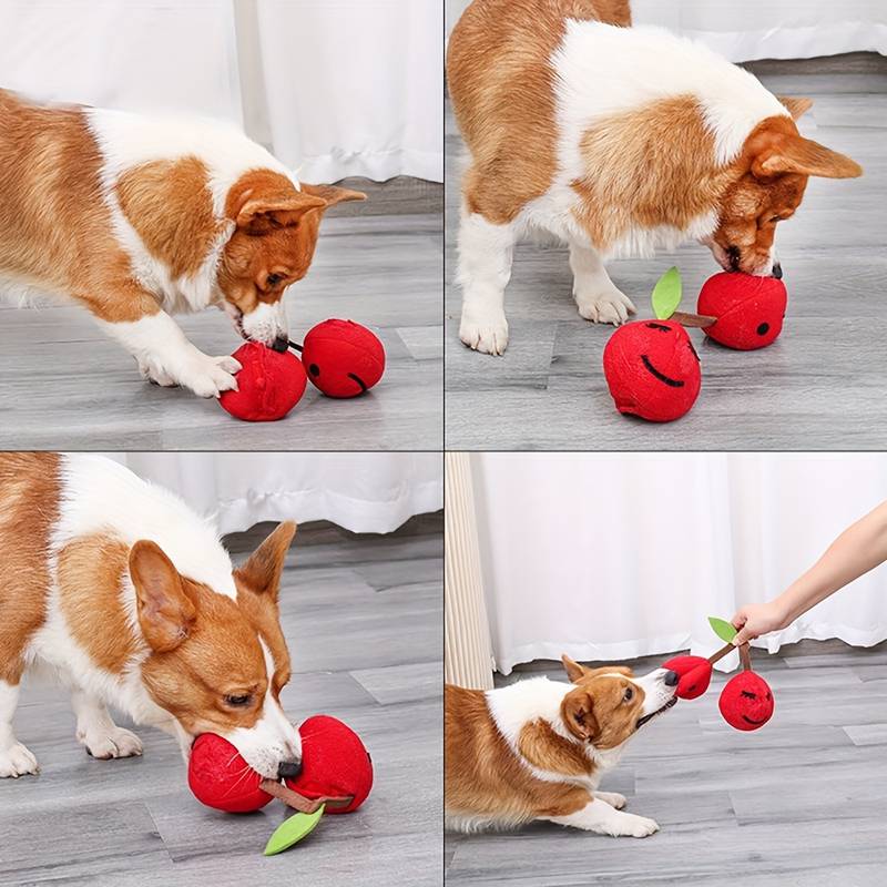 Corgi spielt mit rotem Apfel-Hundespielzeug. Interaktives, robustes Spielzeug für Hunde, ideal für Kauen und Ziehen. Perfekt für aktive Haustiere.