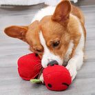 Corgi-Welpe spielt mit rotem Plüschspielzeug auf Holzboden. Niedlicher Hund, Haustier, Spielzeug, Corgi, Plüsch, Welpe, Spielen, Tierbedarf.