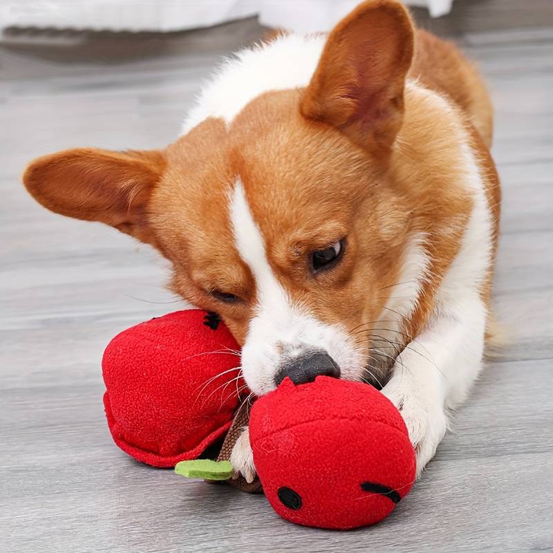 Corgi-Welpe spielt mit rotem Plüschspielzeug auf Holzboden. Niedlicher Hund, Haustier, Spielzeug, Corgi, Plüsch, Welpe, Spielen, Tierbedarf.