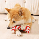 Shiba Inu spielt mit rotem Kauspielzeug. Niedlicher Hund, Haustier, Spielzeug, Kauen, Shiba Inu, Hundespielzeug, Tierbedarf, Welpe.